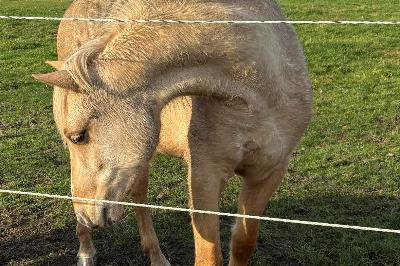 SIENNA LUMINA D'ALAM