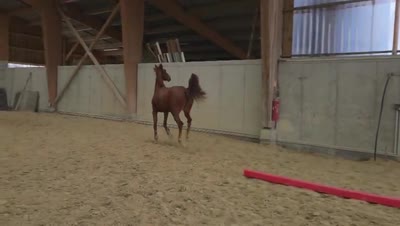 VIGOROUSSE DE TOSCANE Z