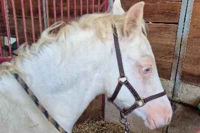 RHYDFENDIGAID FULL MOON