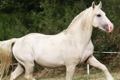 RHYDFENDIGAID FULL MOON