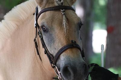 Rino So&#039;Pony 2025