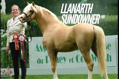 Sundowner - Show du Lion-d&#039;Angers 2024