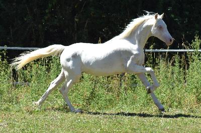 CADLANVALLEY GHOST RIDER