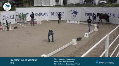 National Poney Fran&ccedil;ais de Selle - 2024-08-14