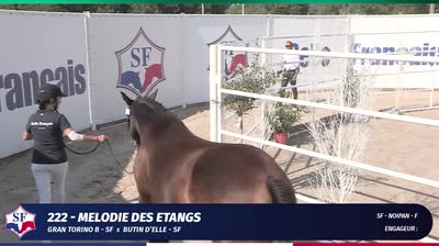 EVENEMENT FEMELLES SELLE FRANÇAIS 2 &amp; 3  - 2024-08-26