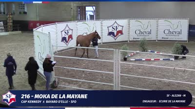 CHAMPIONNAT DES ETALONS  2 ANS SELLE FRA - 2024-12-12