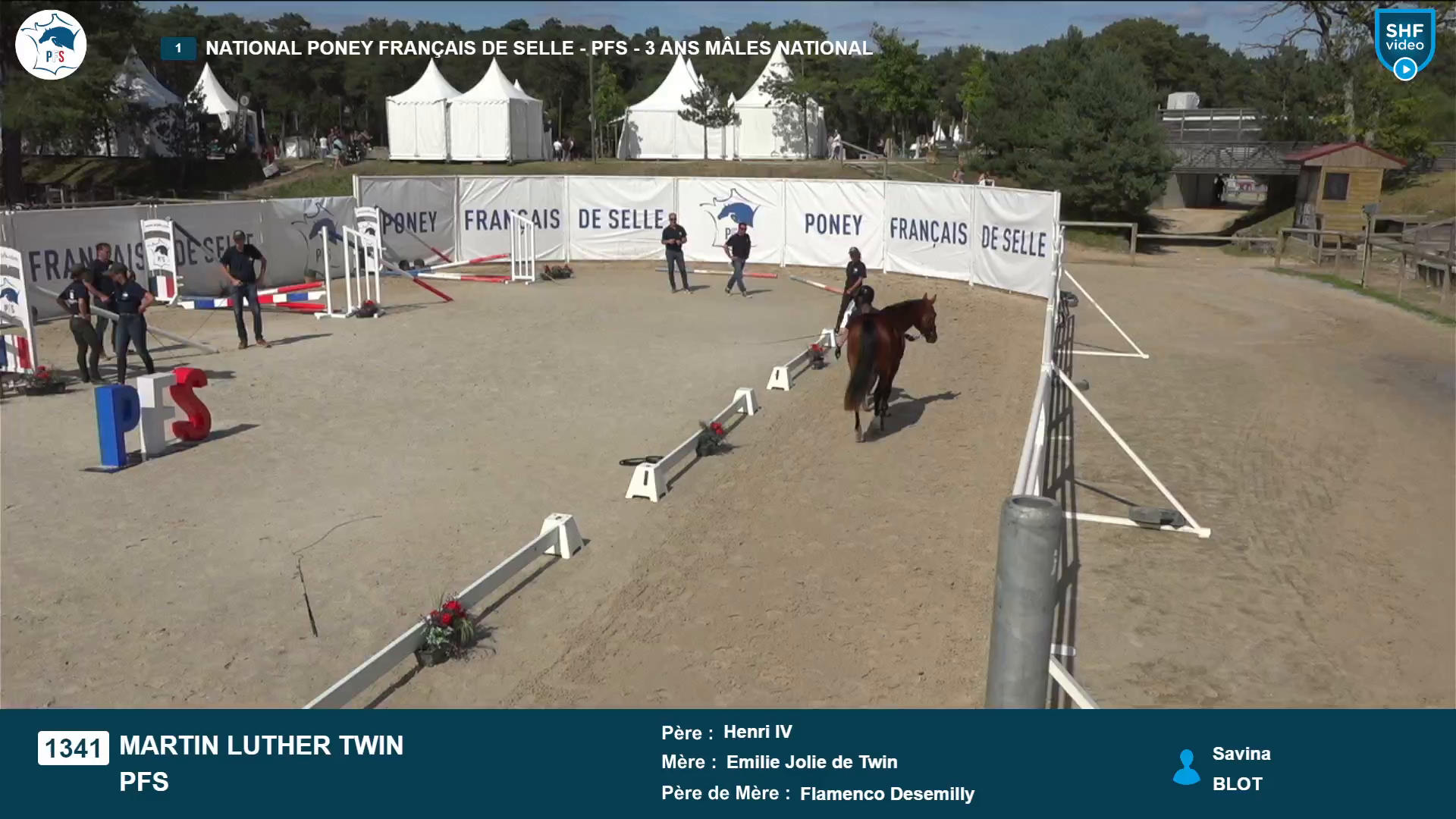 National Poney Fran&ccedil;ais de Selle - 2025-08-21