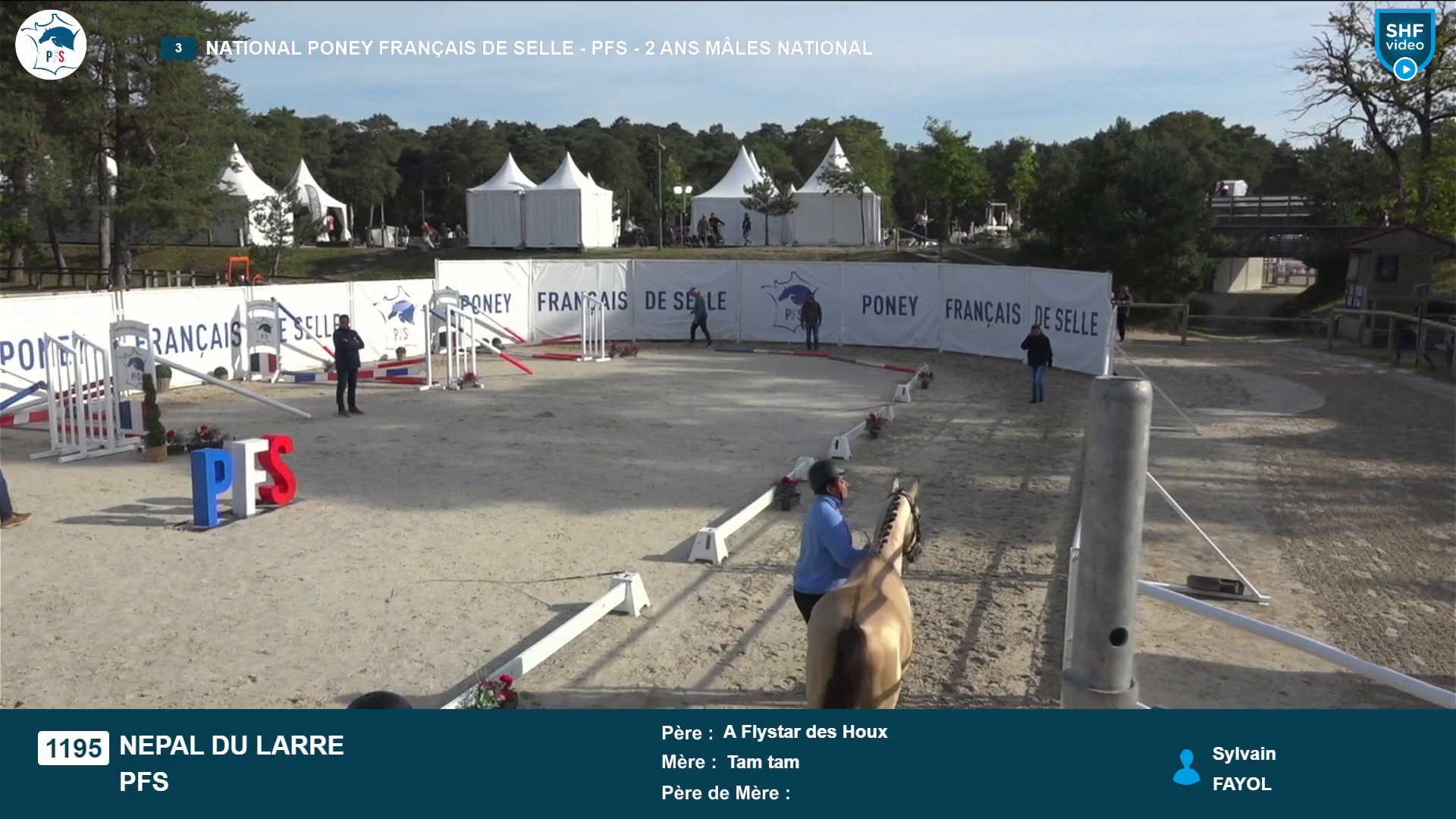 National Poney Fran&ccedil;ais de Selle - 2025-08-21