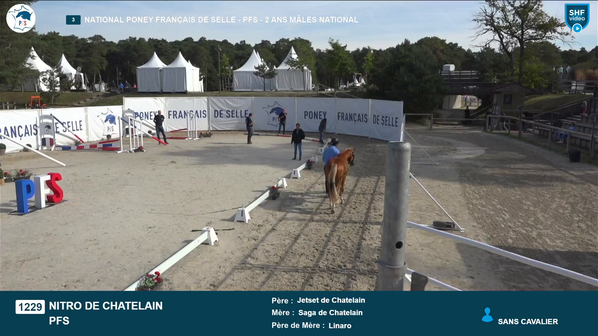 National Poney Français de Selle - 2025-08-21