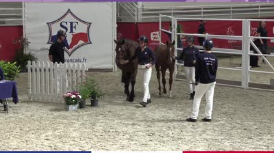 CHAMPIONNAT DE FRANCE DES FOALS SELLE FR - 2025-09-19