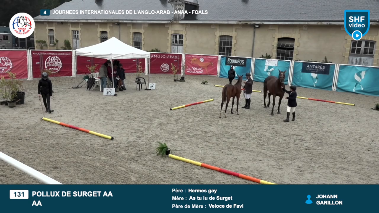 JOURNEES INTERNATIONALES DE L&#039;ANGLO-ARAB - 2025-09-14