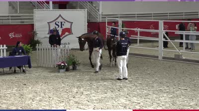 CHAMPIONNAT DE FRANCE DES FOALS SELLE FR - 2025-09-19
